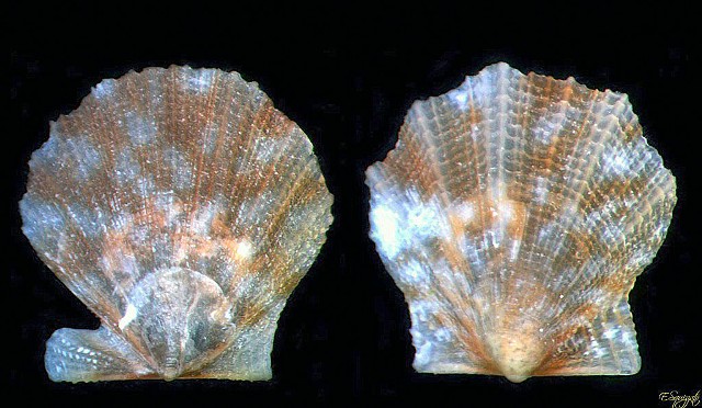 Parvamussium fenestratum????